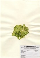 藏品(石蓴)的圖片